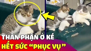 Con sen nhặt 'CHÚ MÈO HOANG' về nuôi ai ngờ nó có 'HÀNH ĐỘNG LẠ' với Mèo nhà mình 😅 Gâu Đần