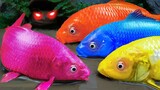 membersihkan bebek kepolisian ikan budidaya merah dan biru Eksperimen Warna Warni - Stop Motion ASMR
