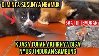 Alhamdulillah Anak Kucing Buta Yang Terpisah Induknya Akhirnya Dapat Induk Sambung..!