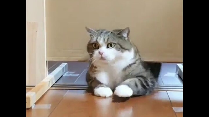 Video Lucu Hewan Kucing Cara Melatih untuk bisa masuk lewat bawah pintu salah satu nya diet