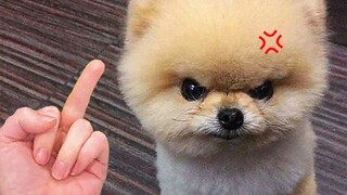 Pets Fails: Funny Animal Videos compilation | Bad Pets