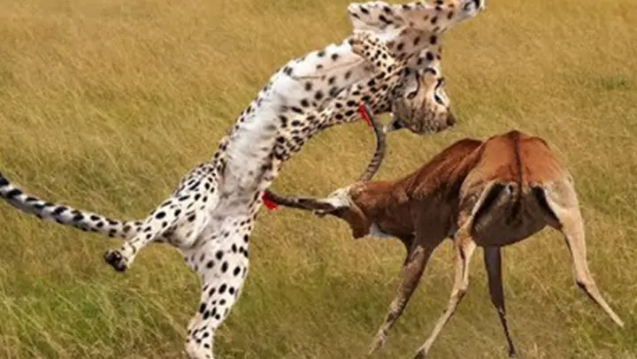 Antelope Videos Compilation - What a Leaper