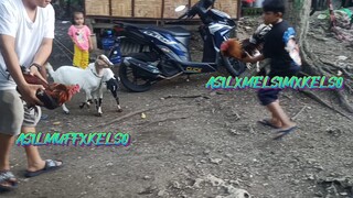 ASILMUFFXKELSO VS ASILXMELSIMXKELSO   SPAR