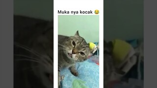 Ini beneran atau editan ya 😀 #cat #kucinglucu #katze