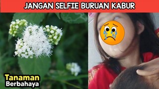 Jadi Ngeri! Jika Kalian Melihat 7 Tanaman Ini, Ngacir Secepat Mungkin Jangan Selfie!