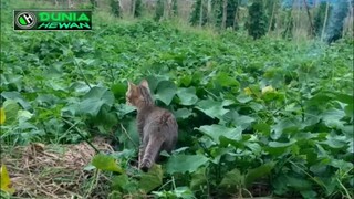 kucing petani berburu mangsa di hutan