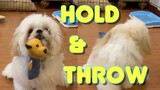 Cute Shih Tzu Puppy Learns How to "Hold & Throw It" (Cute Dog Training Video)