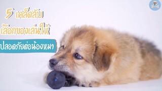 5 เคล็ดลับ เลือกของเล่นให้ปลอดภัยต่อน้องหมา SudPad-Dog