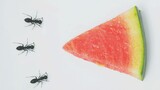 【延时摄影】蚂蚁分食西瓜，50小时后汁都不剩