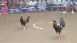StanSid red with white hackle, nasa ilalim pero sya nagpatama, Bulacan, Jan 2024