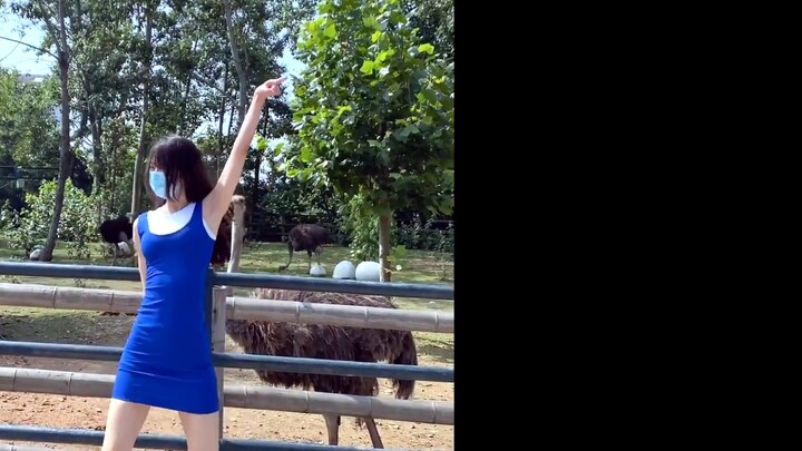 【หลี่ลี่ซี่】ให้นกกระจอกเทศเต้น "น้องสาวล้ำค่า"