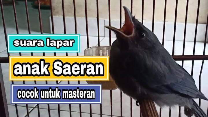 Masteran Burung | Anakan Saeran Gunting