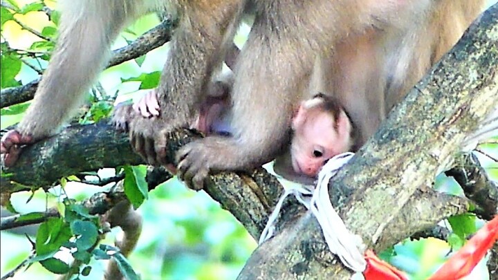 Great Actions Of Tiny Baby Rockstar Performs On The High Tree With Support From Rozy