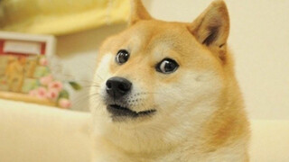 Shiba Inu: một loại chó đã nuôi rồi thì không cần bạn bè gì nữa!