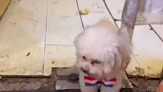 this dog😘
