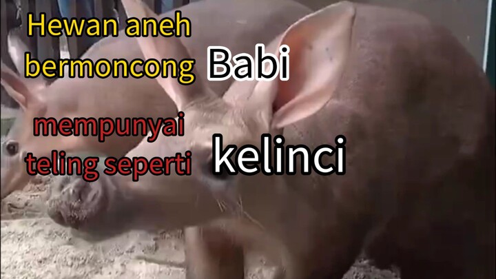 begini jadinya kalau kelinci + babi di gabung jadi 1 🤔🤔