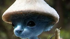 Smurf Cat