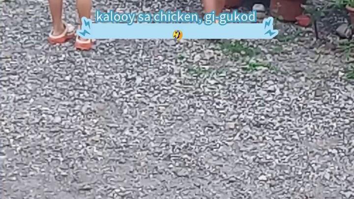 Play chase (Chicken) gukod sa manok 🤣