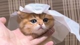 kucing sultan 😍