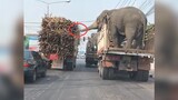 The truck pulled the elephant and ran wildly on the road, but the red light suddenly turned on. Don'