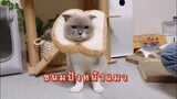 ขนมปังหน้าแมว&คิรัวร์กินน้ำซุป | ชิเอลแมวมึน