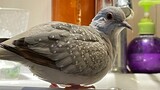 Pigeon’s top waterproof fur