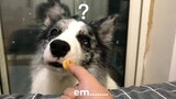 After Watching This Video You Will See How Smart Is Border Collie.