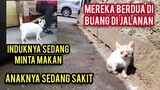Astagfirullah Anak Kucing Sama Induknya Di Buang Di Jalanan Sedih Banget Induknya Sedang Minta Makan