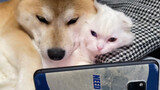 [Chó cưng] Cuối tuần của cặp đôi cún và mèo