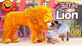 Big Fake Lion Dog Prank - Must Watch Funny Video Prank Challenge 2021 - Just For Try Not To Laugh