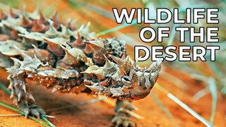 Wildest Middle East _ Episode 5_ Arabia - Land of Illusions _ Free Documentary Nature