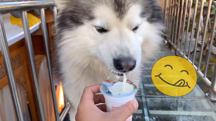 Thú cưng dễ thương | Chó Alaska: Sữa chua ngon ghê