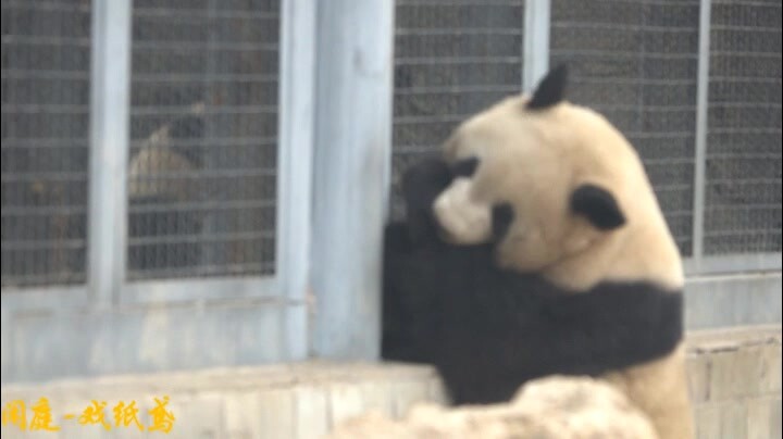 Giant Panda|Lovely Giant Panda