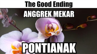 Anggrek Mekar Pontianak The Good Ending...