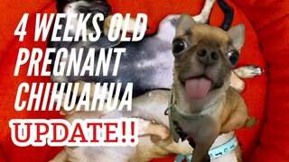 4 WEEKS PREGNANT DOG | SUPER MARCOS VLOGS