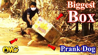 Real Prank! Big Box vs Real Dogs Prank Very Funny with Surprise Scared Reaction - Funny Prank 2021