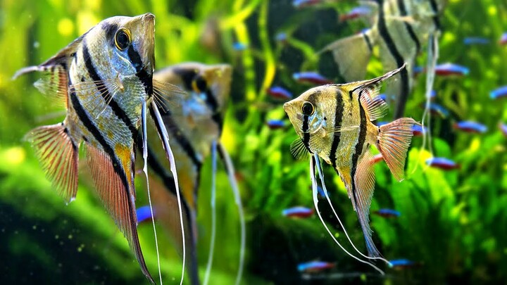 8 jenis ikan hias air tawar cantik yang bisa disatukan dengan manfish