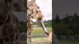 Funny And Cute Animal Videos Try Not To Laugh Or Smile