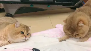 Two cats fighting over the mat