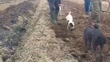 Cute Dog's Catching Rats In The Field
