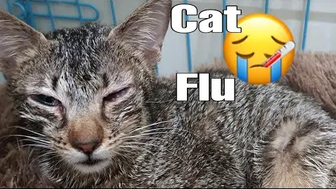 What is Cat Flu? How to treat Cat Flu?