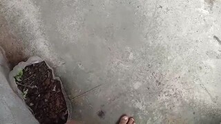 walang kaliskis.. tupada