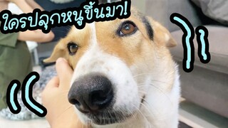 โลกของแสนดี ตอน ส่องความขี้เกียจของแสนดีในวันฝนพรำ
