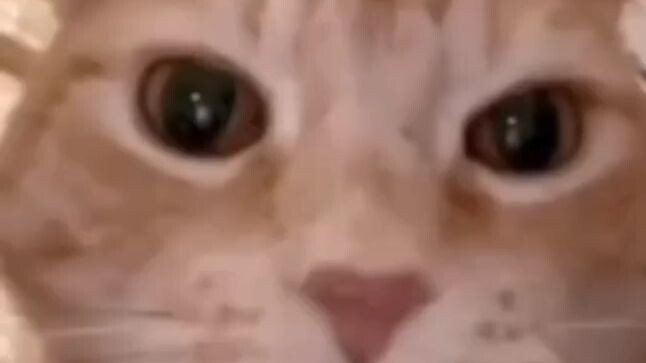 😹