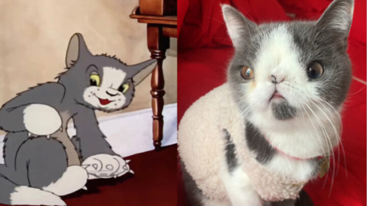 My cat looks like Tom and Jerry