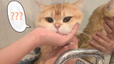 [Cats] Giving My Worst Tempered Cat A Bath