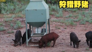 复合弓狩猎野猪，野猪当场一命呜呼