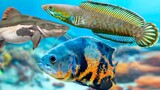 7 jenis ikan hias yang bisa dicampur dengan channa
