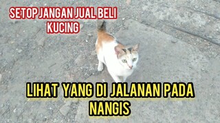 Astaga Kucing-Kucing Jalanan ini Pada menangis Dan Sedih Hidupnya Serba Salah..!