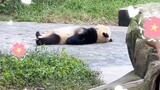 What the Chinese bear has engraved in his bones - sleeping belly-covering gene